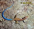 nahled-ameiva-auberova--ameiva-auberi.jpg