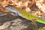 nahled-bicochvost-duhovy--cnemidophorus-lemniscatus-2.jpg