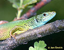 nahled-jesterka-zelena--lacerta-viridis.jpg